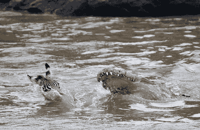 鳄鱼猎杀过河斑马实拍图：小斑马能躲过浩劫吗?