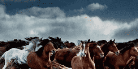 蒙古马为什么比其他马更适合作战马