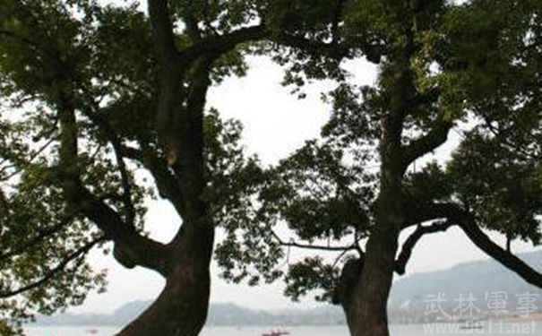 韩凭墓缠绕的树