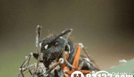 巴西雨林新型物种僵尸蚂蚁的来历