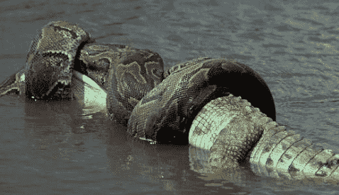 鳄鱼为什么总被蟒蛇掉：蟒蛇鳄鱼大战图片