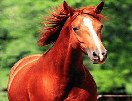关羽的坐骑叫做赤兔马 那么张飞骑的马叫什么名字