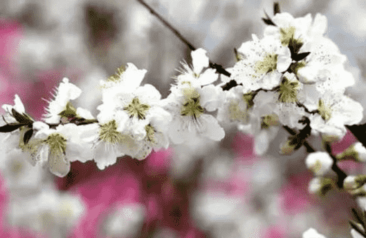 一树一树梨花用高洁与芬芳吸引着历代的诗人词家