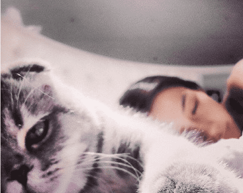 杨颖的猫图片大全 Angelababy在微博晒与猫咪合影