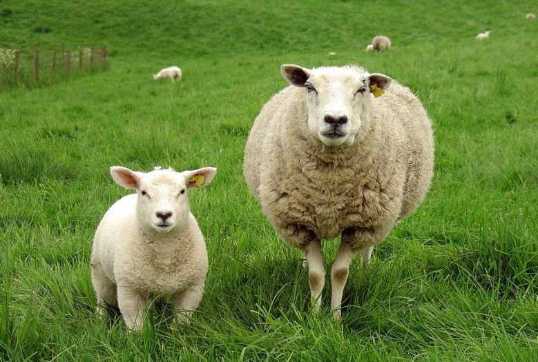 十年后才知道，美羊羊的羊角并非什么穿帮，母羊其实也有角