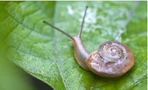 果园蜗牛危害大， 防治蜗牛有妙招！