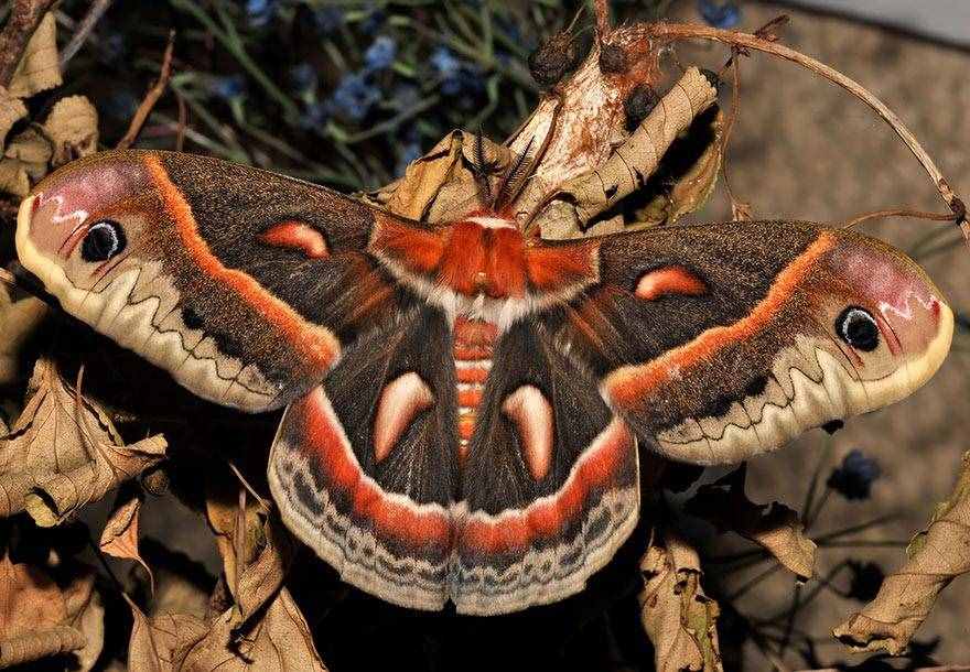 神奇大自然：19个毛毛虫变成蝴蝶或者飞蛾的前后对比图