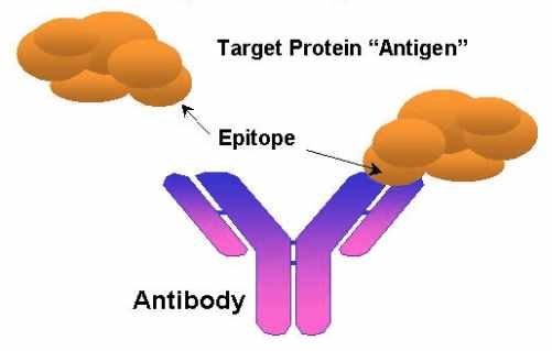 抗原抗体的相互作用