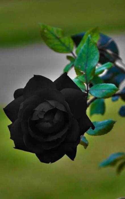 黑玫瑰花（黑色的玫瑰是全世界玫瑰中最稀有的）