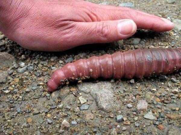 世界上最长的蚯蚓，伸展可达到2米