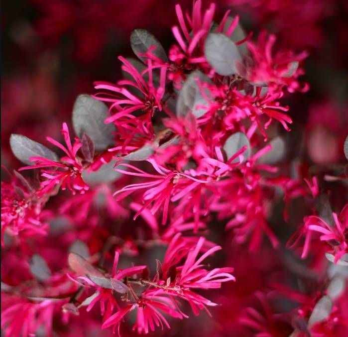 可以养成大型盆景的红花檵木，秋冬叶子变红长出彩带