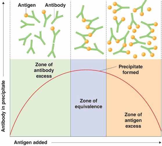 抗原抗体的相互作用