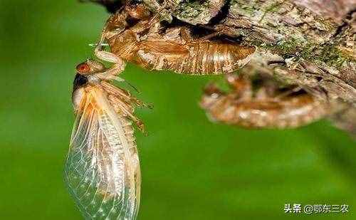 农村的蝉到底是害虫还是益虫，对人类有哪些好处和坏处？
