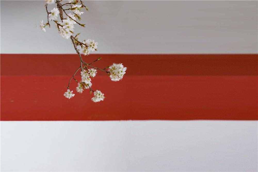 在家看天下·每日一景丨南京玄武湖公园：樱洲·樱花语