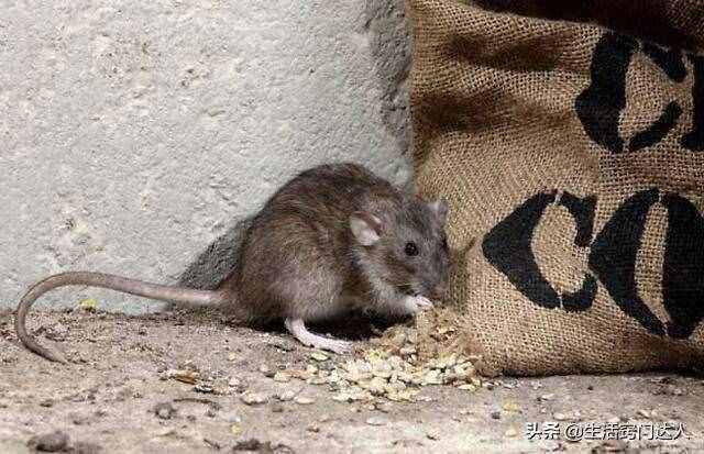 家里有老鼠不要用老鼠药，角落里撒一把大米，老鼠一锅端，都学学