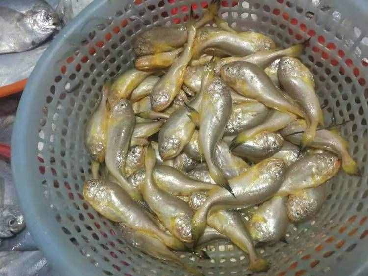 梅童鱼（梅童鱼价今春上涨5%-15%）