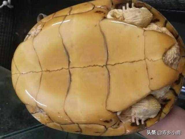 为什么要对石金钱龟加温饲养？加温石龟和冷水石龟有什么区别？