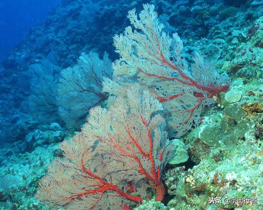 珊瑚是生物吗（珊瑚是生物）