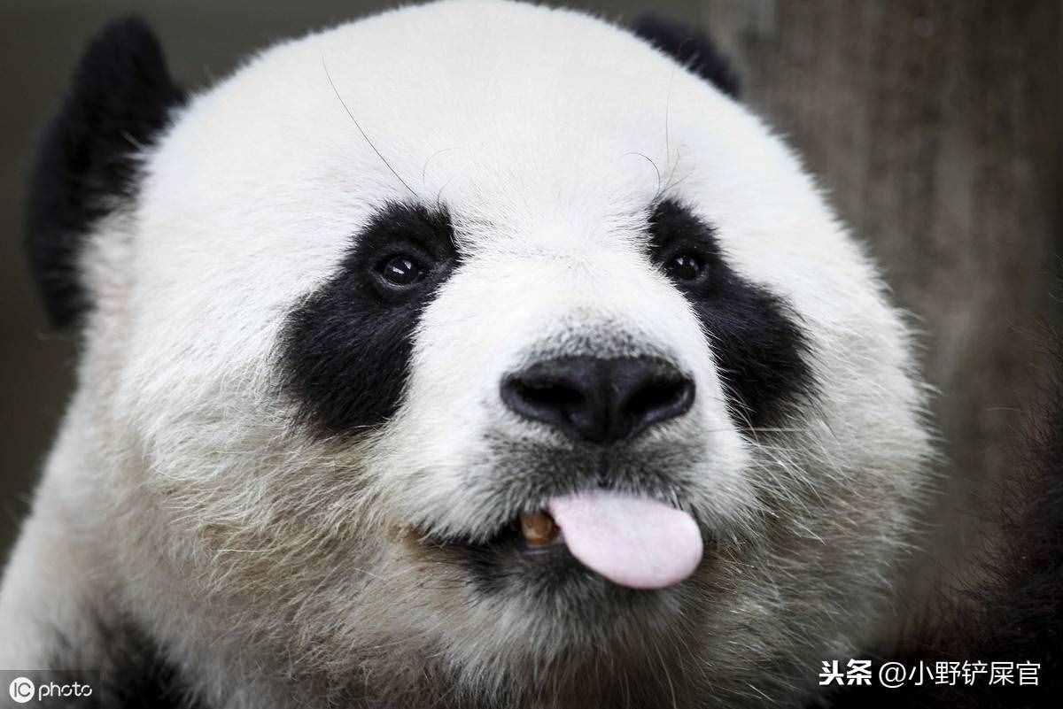 大熊猫为什么是国宝（世界上动物千千万）