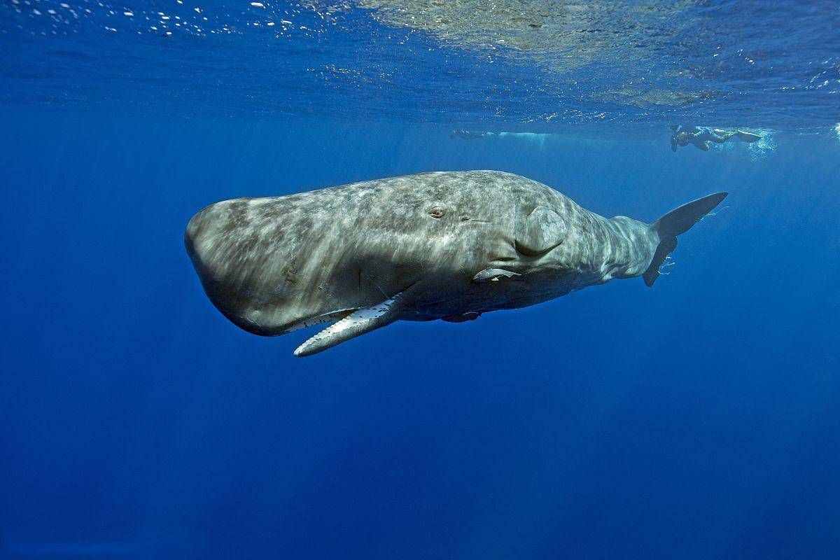 价值超50万的鲸鱼粪便，明明臭烘烘的，为什么会成为龙涎香？