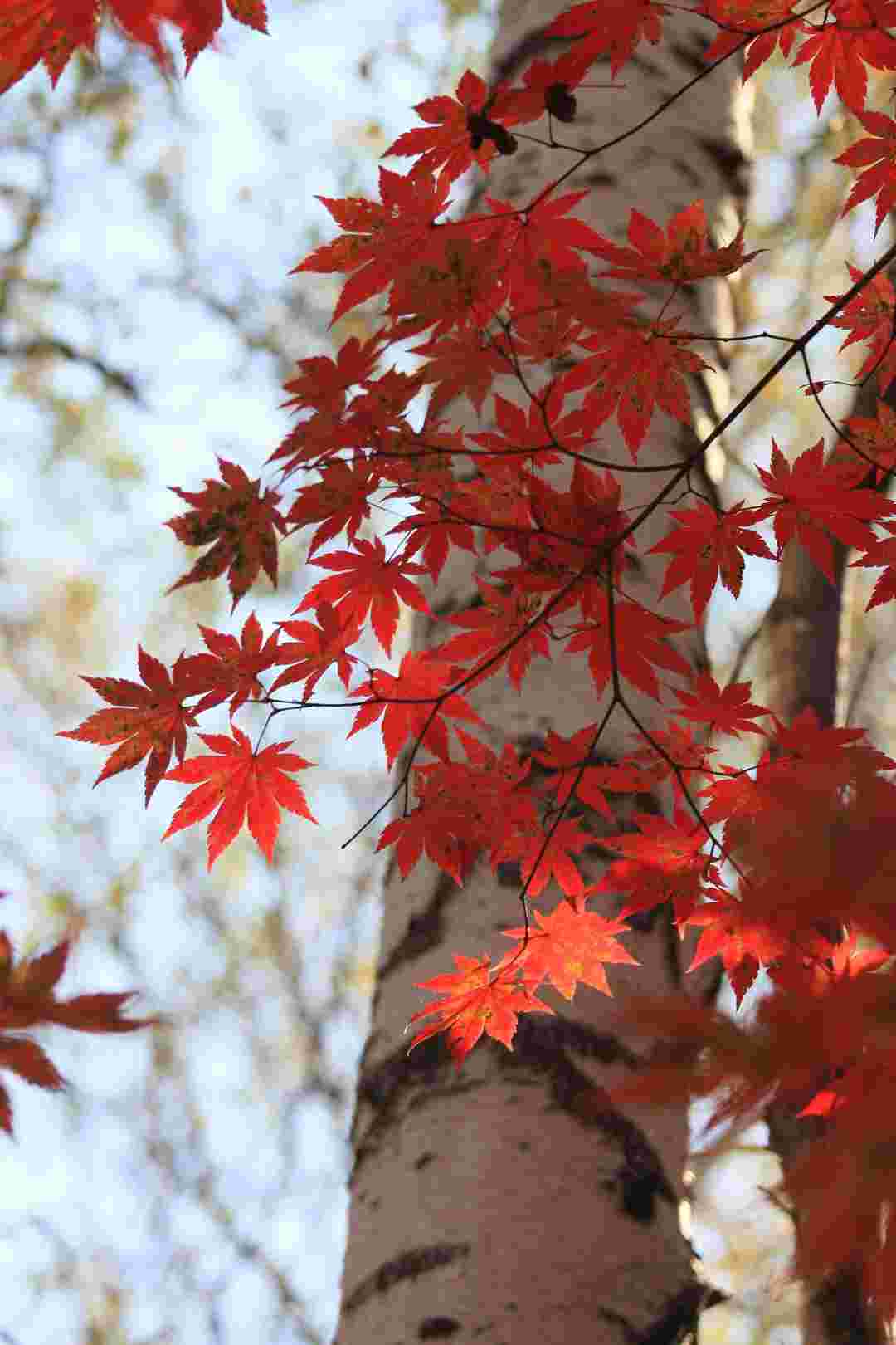 白桦林秋天的梦，彩色的，梦幻的，光彩夺目