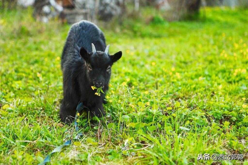 黑山羊养殖的基本条件有哪些？和普通山羊相比养殖优势是什么？