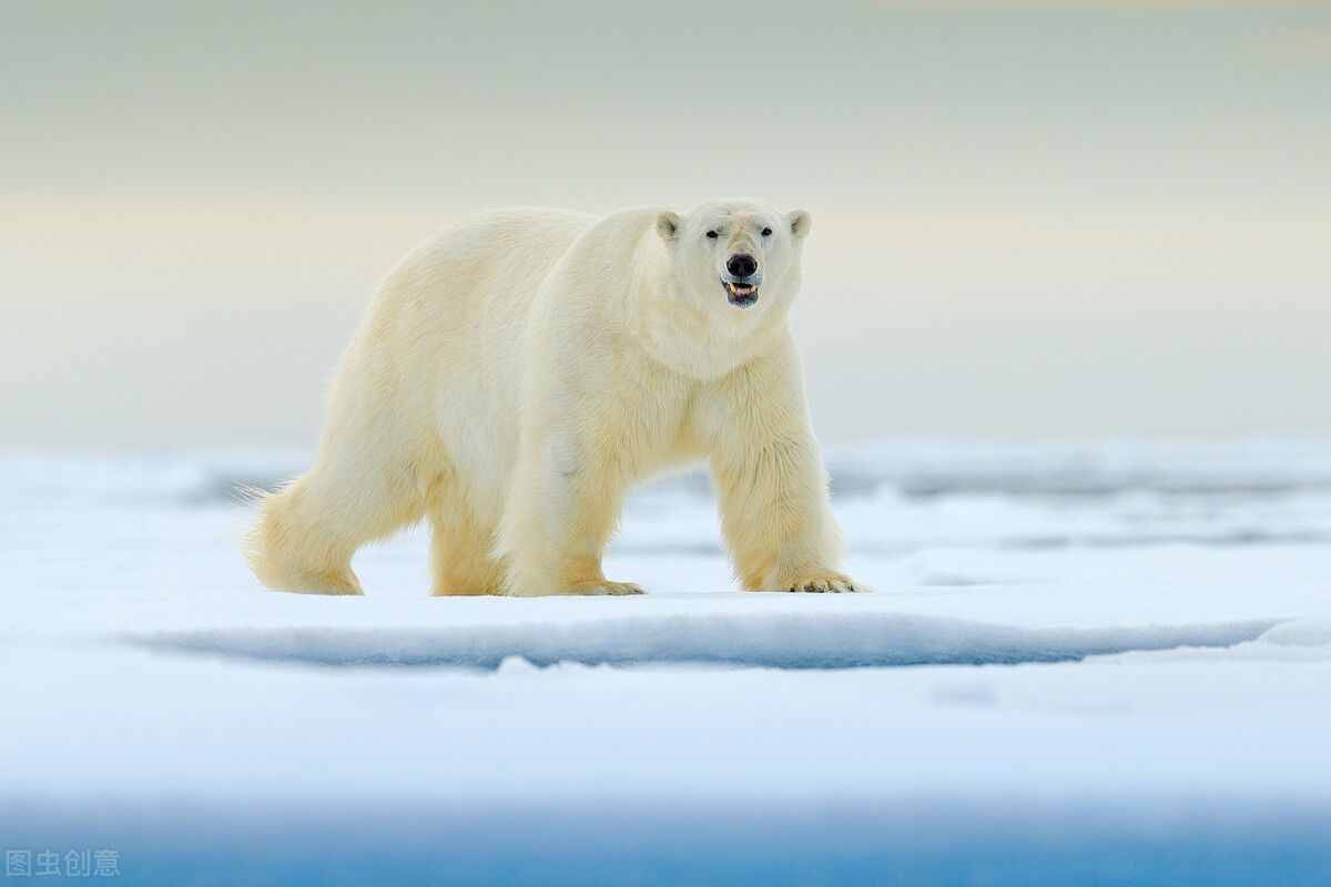 北极熊为什么不吃企鹅宝宝呢？北极熊到南极的后果西瓜视频告诉你
