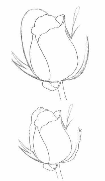 初学者：教你如何画一朵玫瑰花