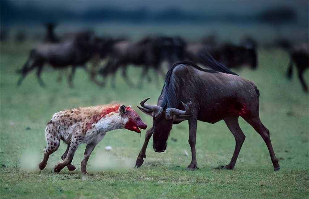 “草原肛拭子”斑鬣狗，为什么喜欢掏肛？专家：生存的智慧