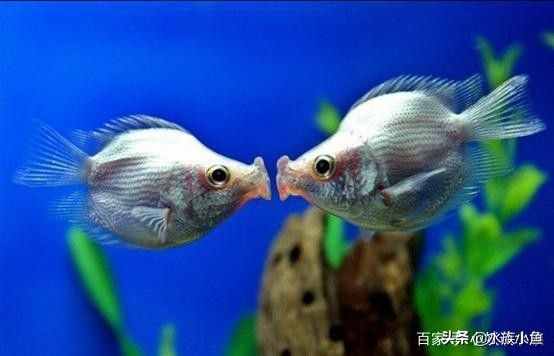 接吻鱼为什么“接吻”呢？
