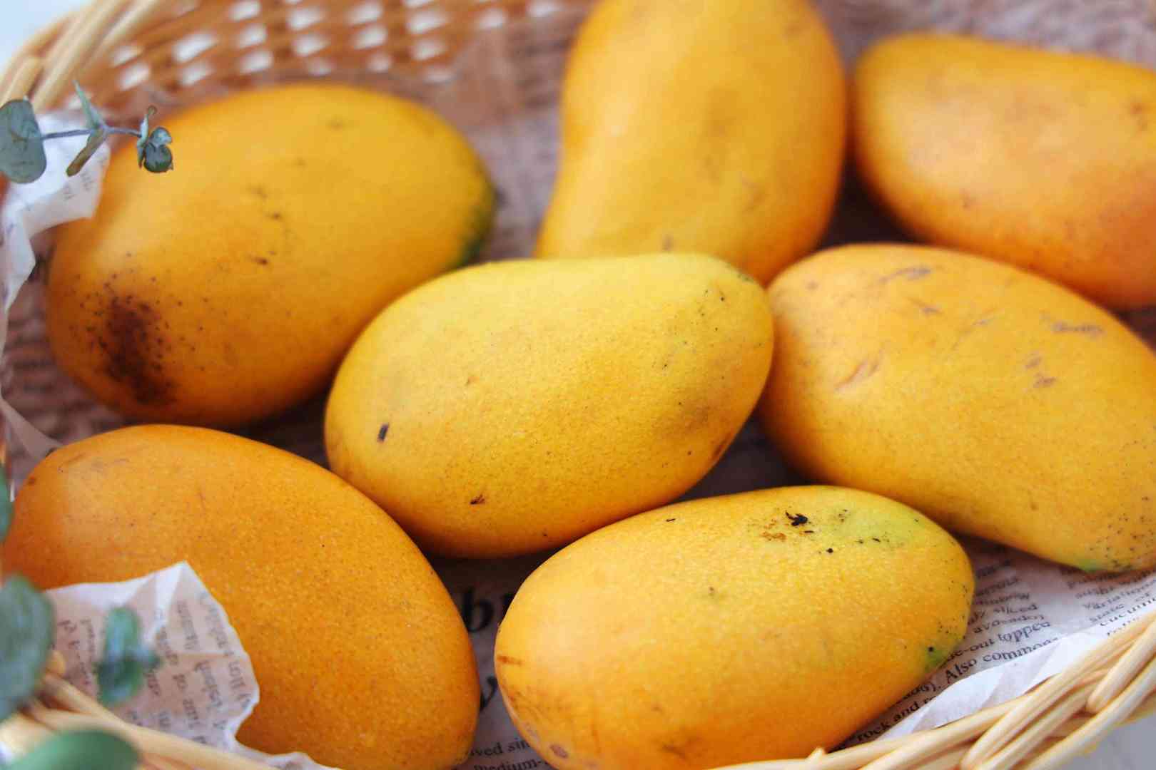 芒果大“比拼”，贵妃芒、金煌芒、台农芒到底哪个更好吃？