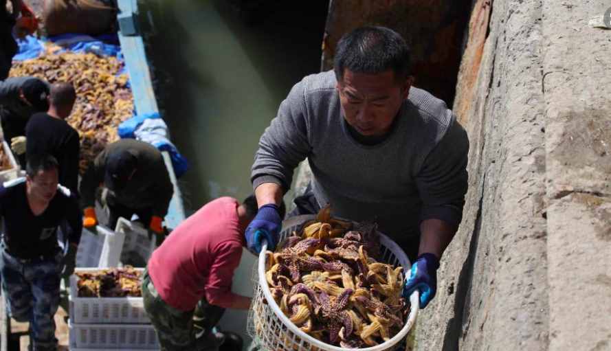中国吃货的力量，千万海星入侵青岛，渔民狂捞45万斤，还不够吃