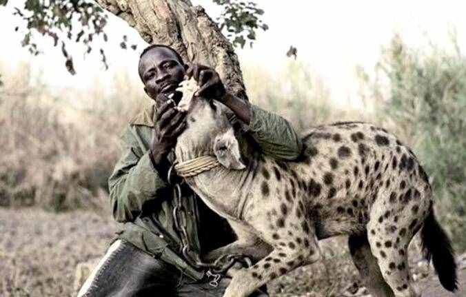 非洲草原上的肛肠科大夫，鬣狗实力强大但性情温顺，从来不伤人