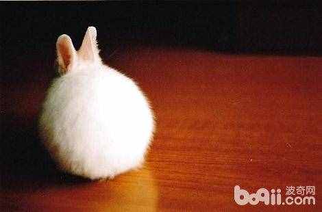 兔子的尾巴有多长，你知道吗？