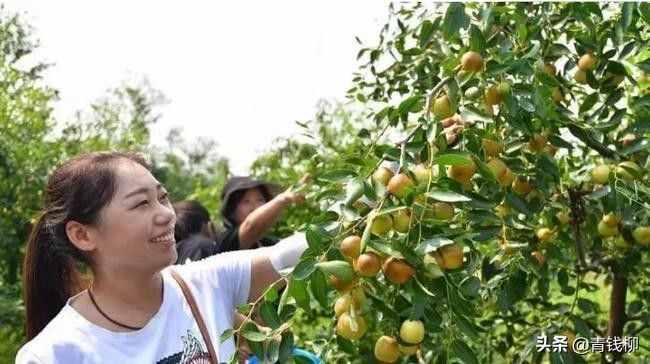 基金项目：枣树良种‘玉玲铛’品种特性及丰产栽培技术