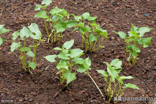 四季豆怎么种植产量高，效益好呢？（内附种植技术要点）