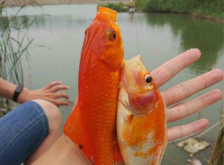 30元可以钓一天的塘，里面全是红鲫鱼，这种鲫鱼能吃吗？