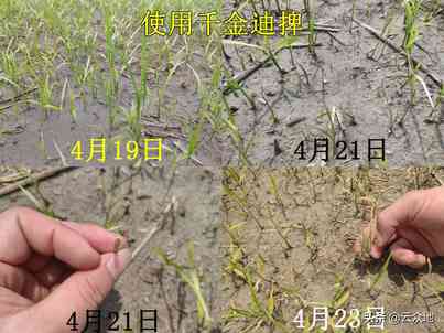 稻田稗草防除，氰氟草酯是主流配方，科学除草要排水回水并保水