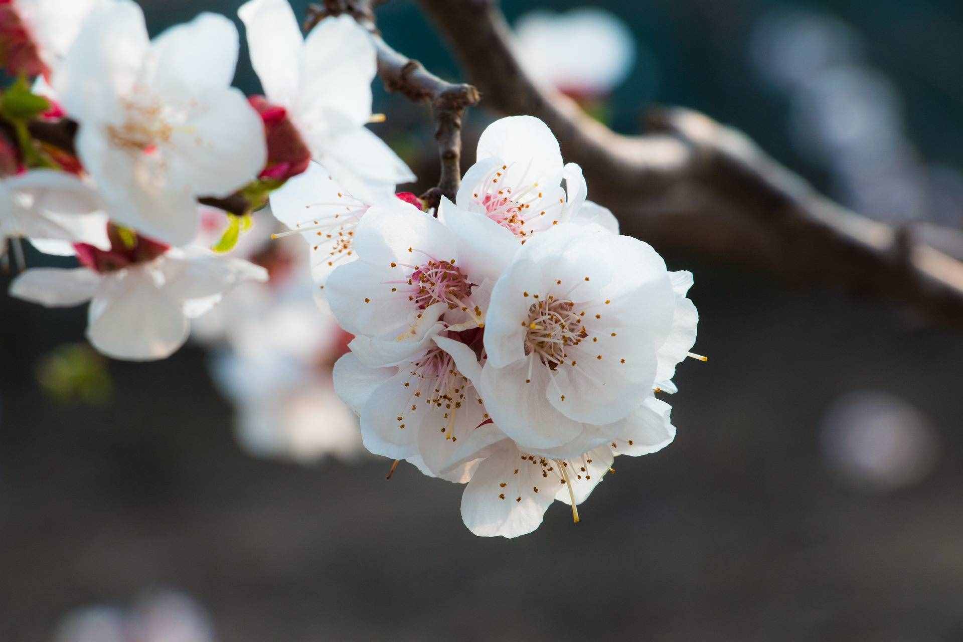 十二个月令对应着十二种花神，你知道杏花是几月的花神吗？