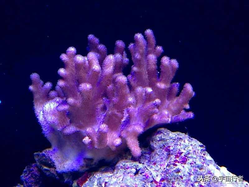 珊瑚到底是动物还是植物？看完才知道错得多离谱