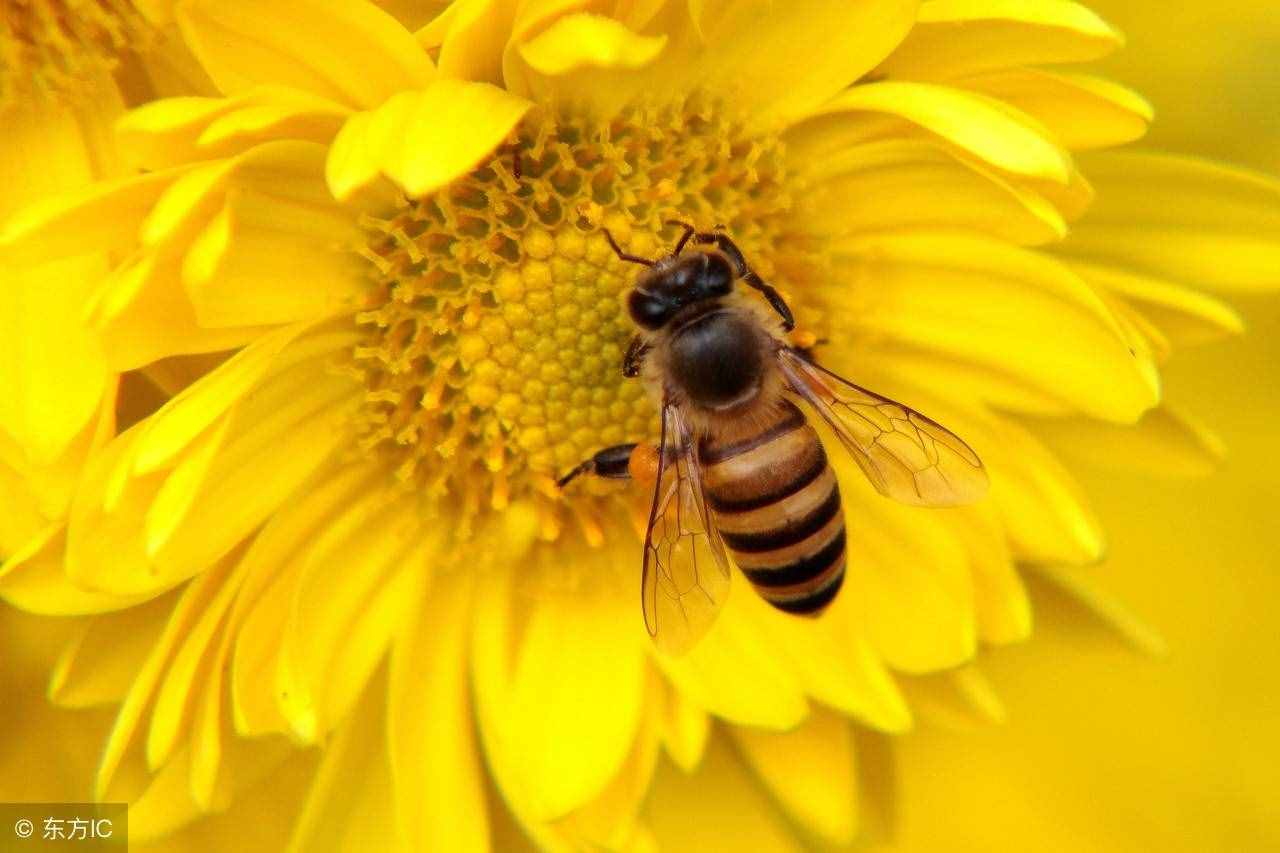 “蜜蜂”用英语怎么说？
