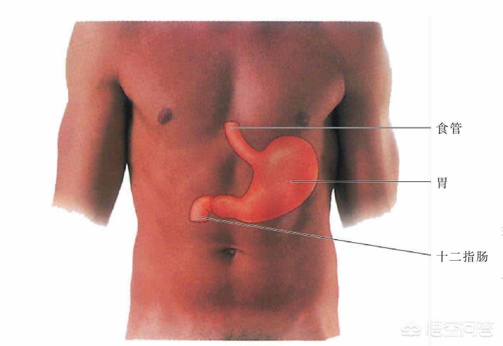 胃的位置图！（人的胃在身体的左边还是右边）