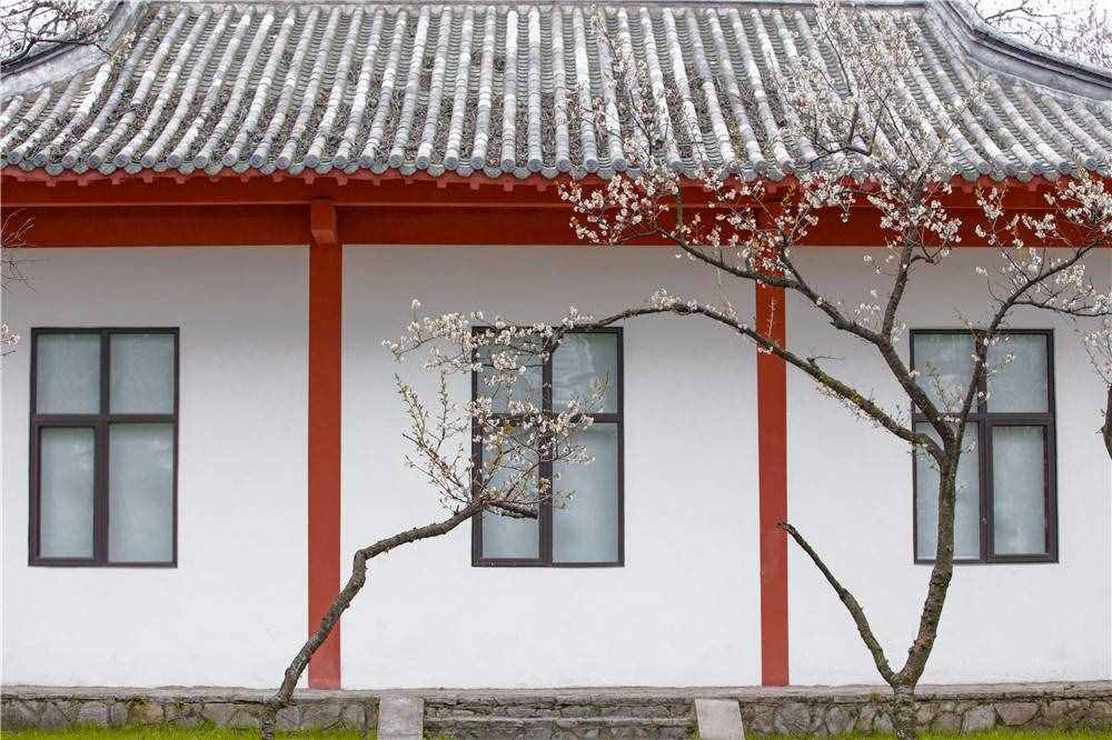 在家看天下·每日一景丨南京玄武湖公园：樱洲·樱花语