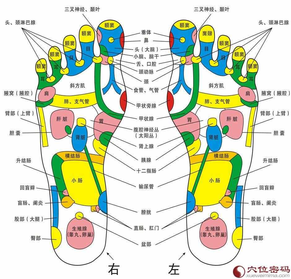 足部穴位图（足部反射区示意图）