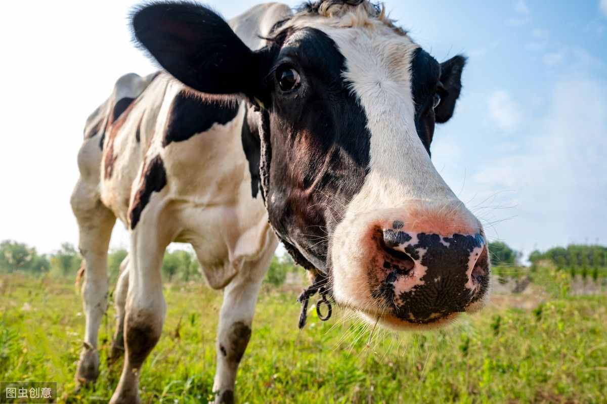 奶牛都是母牛吗？