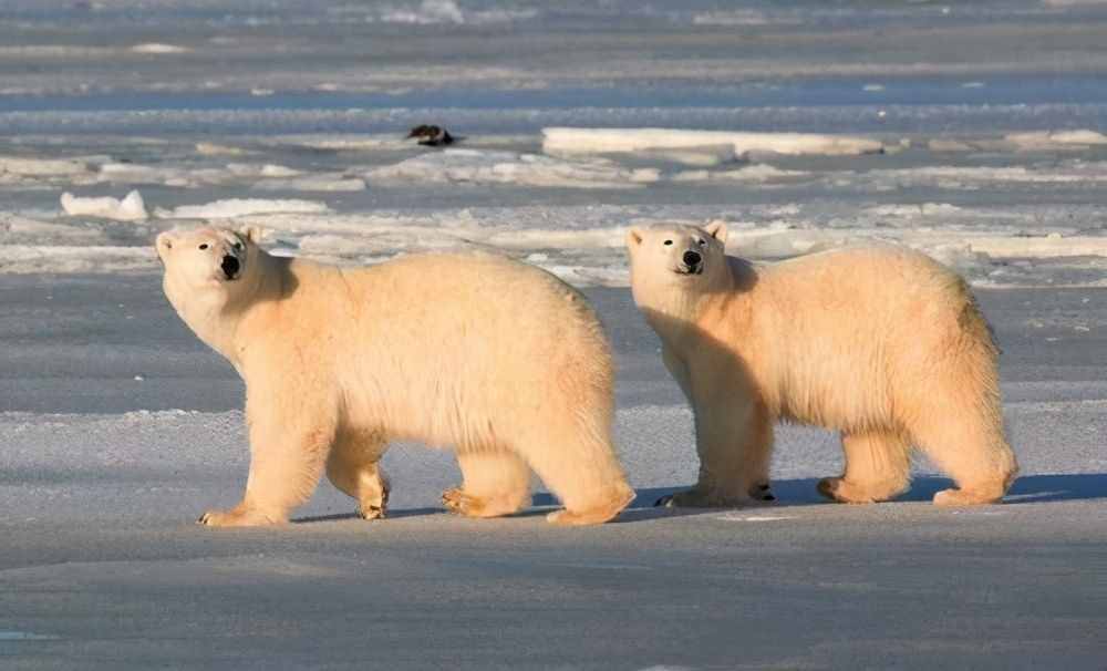 北极熊冬眠（为什么只有怀孕的北极熊能冬眠？）