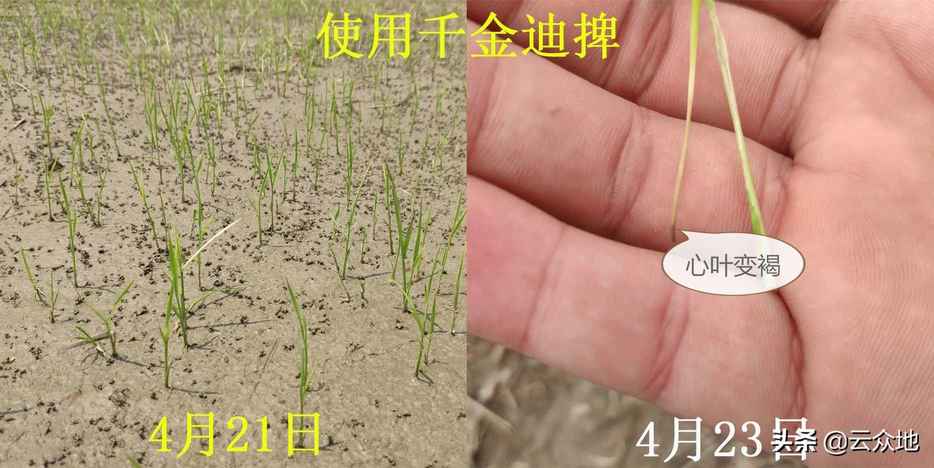 稻田稗草防除，氰氟草酯是主流配方，科学除草要排水回水并保水