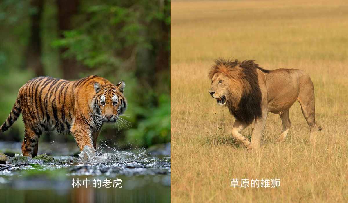 对比了老虎与狮子各项数据之后，发现狮子真的很难打赢老虎