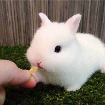 荷兰侏儒兔的生活习性和训练技巧！饲养荷兰侏儒兔并不难！