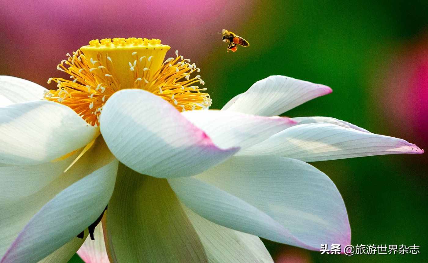 为“白莲花”正名，中国人的荷花情结